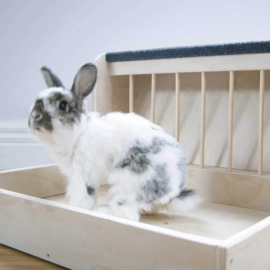 What to Use for Your Rabbit’s Litter (and what NOT to use)